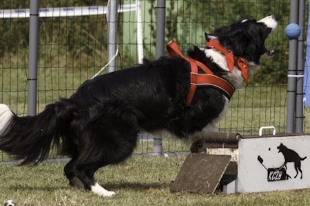 Flyball