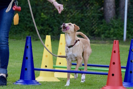 3x2-gehoorzaamheid-small