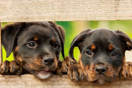 3x2-puppencursus-small